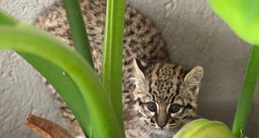 Rescataron un cachorro de gato montés en Cardales