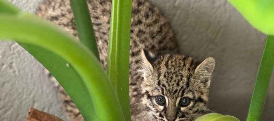 Rescataron un cachorro de gato montés en Cardales