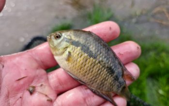 Monitoreo de peces en la Cuenca del Reconquista