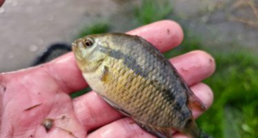 Monitoreo de peces en la Cuenca del Reconquista