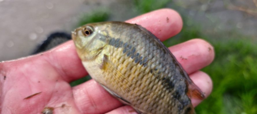 Monitoreo de peces en la Cuenca del Reconquista