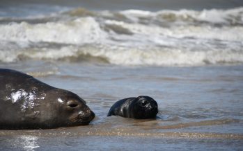 Piden no molestar a las nuevas crías de Elefantes Marinos del Sur nacidas en la Costa