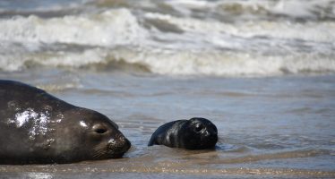 Piden no molestar a las nuevas crías de Elefantes Marinos del Sur nacidas en la Costa