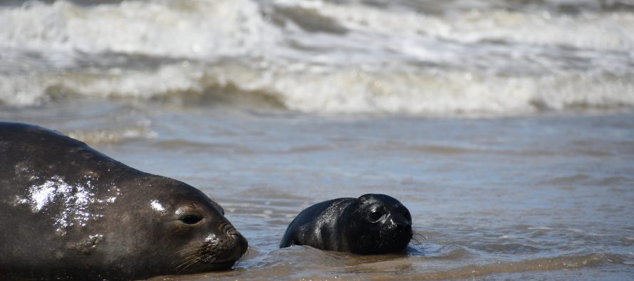 Piden no molestar a las nuevas crías de Elefantes Marinos del Sur nacidas en la Costa