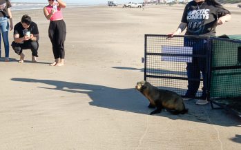 El lobo marino rescatado en la Reserva Ecológica de Ciudad Universitaria regresó al mar