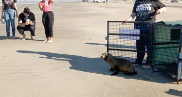 El lobo marino rescatado en la Reserva Ecológica de Ciudad Universitaria regresó al mar