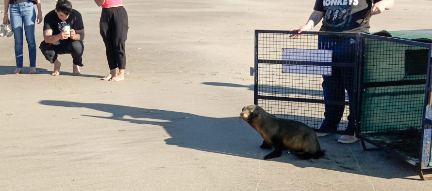 El lobo marino rescatado en la Reserva Ecológica de Ciudad Universitaria regresó al mar