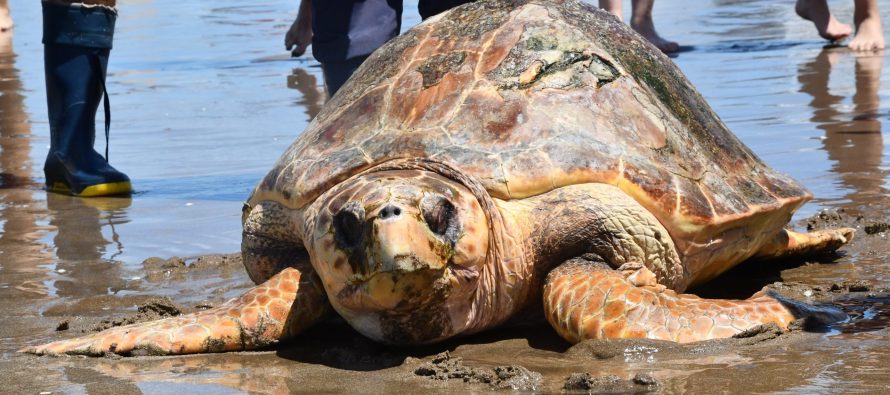 Rescatan y regresan al mar una tortuga cabezona