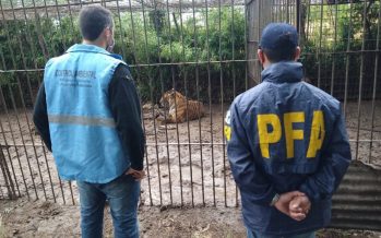 Mar del Plata: piden juicio oral para un hombre por el almacenamiento de 319 ejemplares de animales silvestres