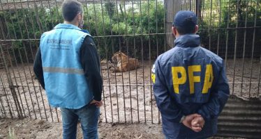 Mar del Plata: piden juicio oral para un hombre por el almacenamiento de 319 ejemplares de animales silvestres