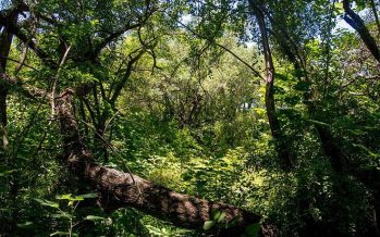 La Provincia denuncia ante la Corte Suprema al Estado Nacional para proteger los Bosques Nativos