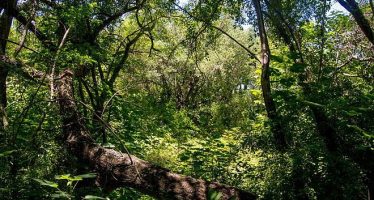 La Provincia denuncia ante la Corte Suprema al Estado Nacional para proteger los Bosques Nativos