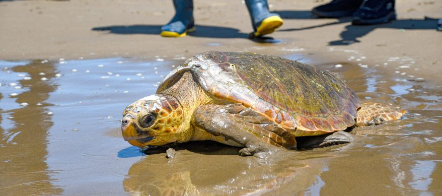 La odisea de una tortuga marina: de quedar atrapada en redes de pesca a expulsar basura