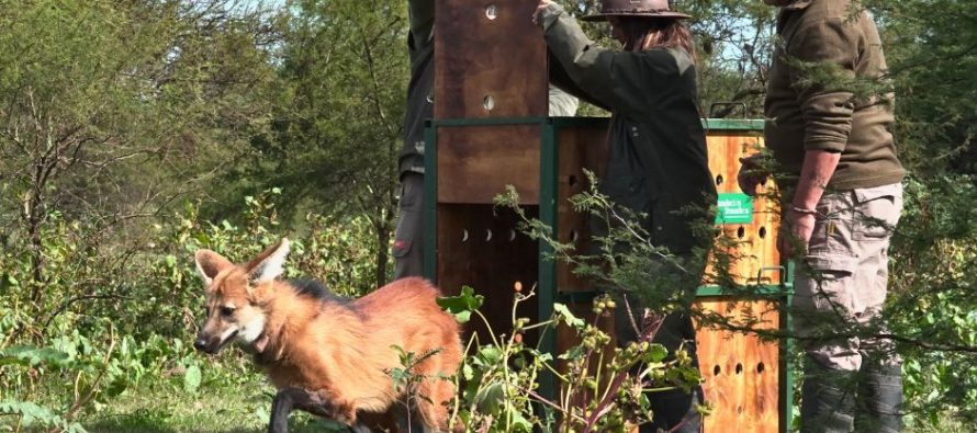 El lamentable desenlace del aguará guazú que había sido rescatado en Olavarría