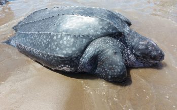 Preocupación por siete tortugas laúd que aparecieron muertas en el Partido de la Costa