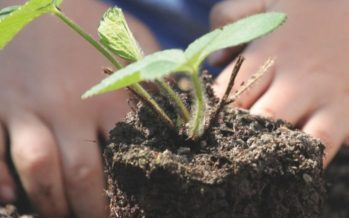 Tigre: ciclo de talleres de huerta abierto a la comunidad