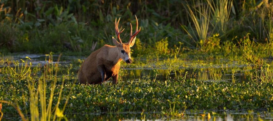 Reimaginar los Humedales: tres días de jornadas de talleres en el Delta