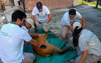 Rescataron un ciervo de los pantanos herido en Escobar