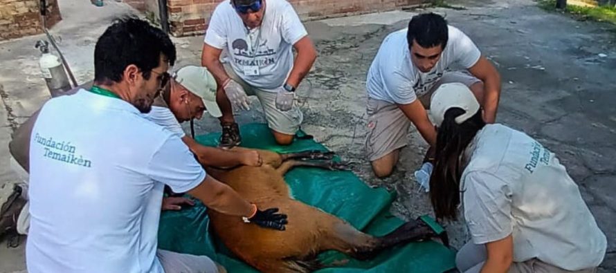 Rescataron un ciervo de los pantanos herido en Escobar