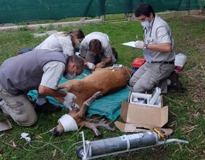Rescate de ciervo y operación