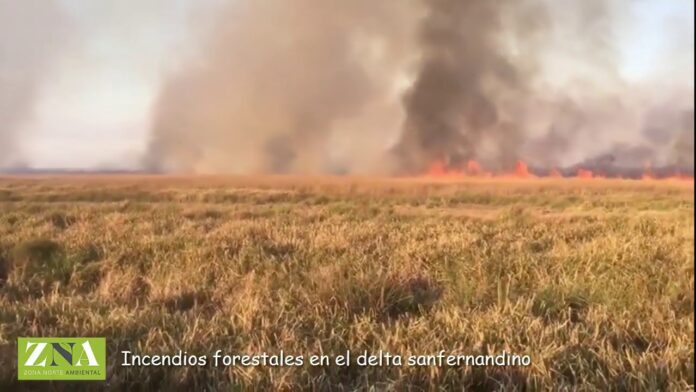 Denuncian a productor ganadero por incendio de pastizales en el Delta sanfernandino