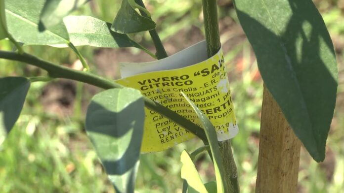 San Fernando: el Parque del Bicentenario suma hectáreas, especies arbóreas y huerta orgánica